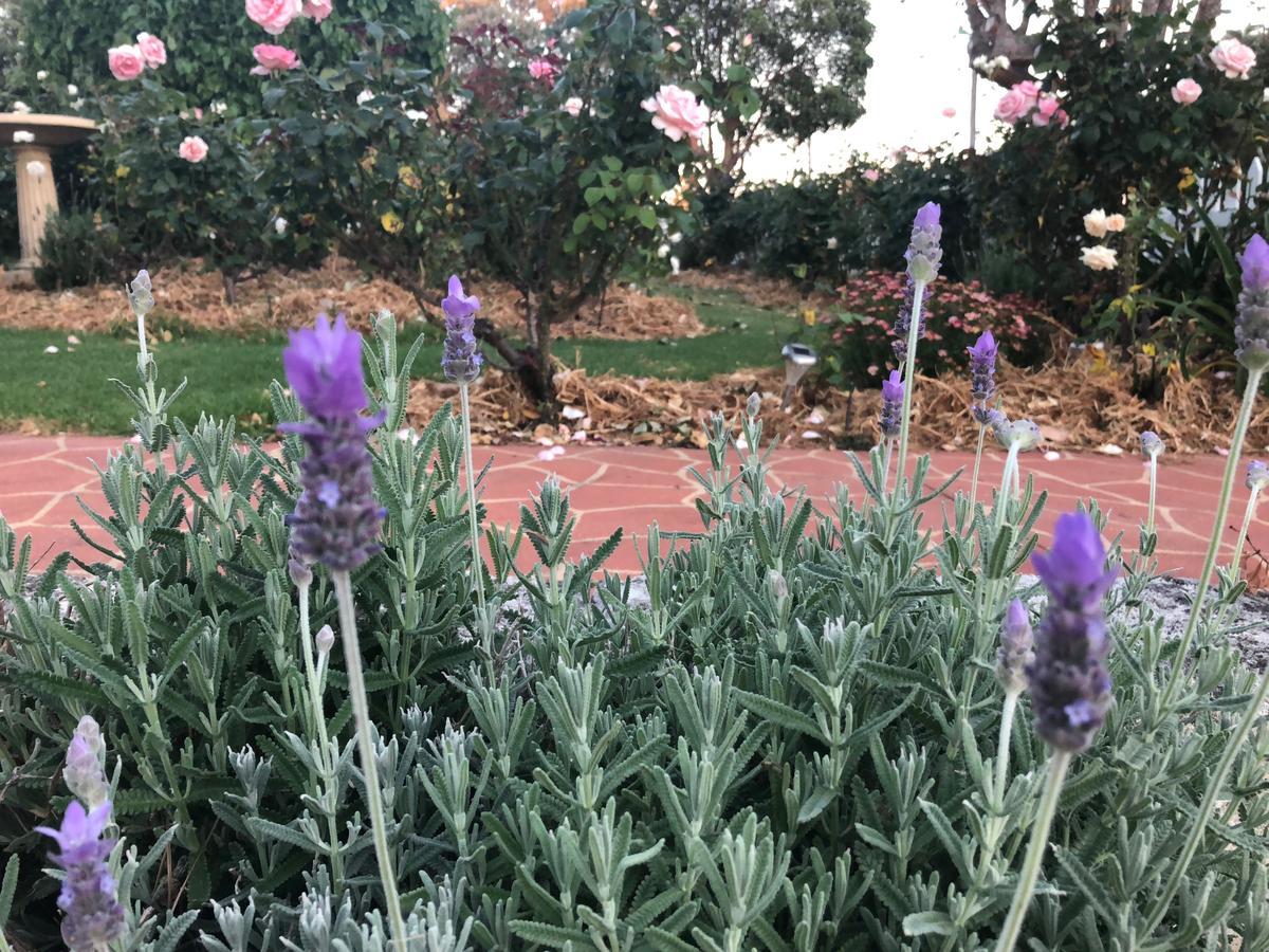 Dunmoylen House Bed & Breakfast Albany Dış mekan fotoğraf